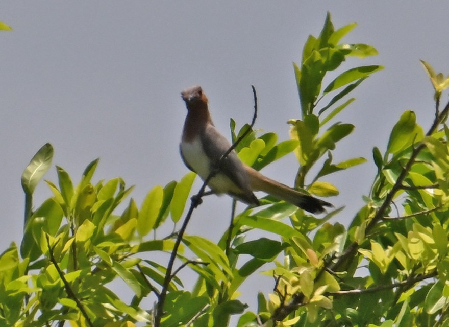 Dwarf Cuckoo - ML642723116
