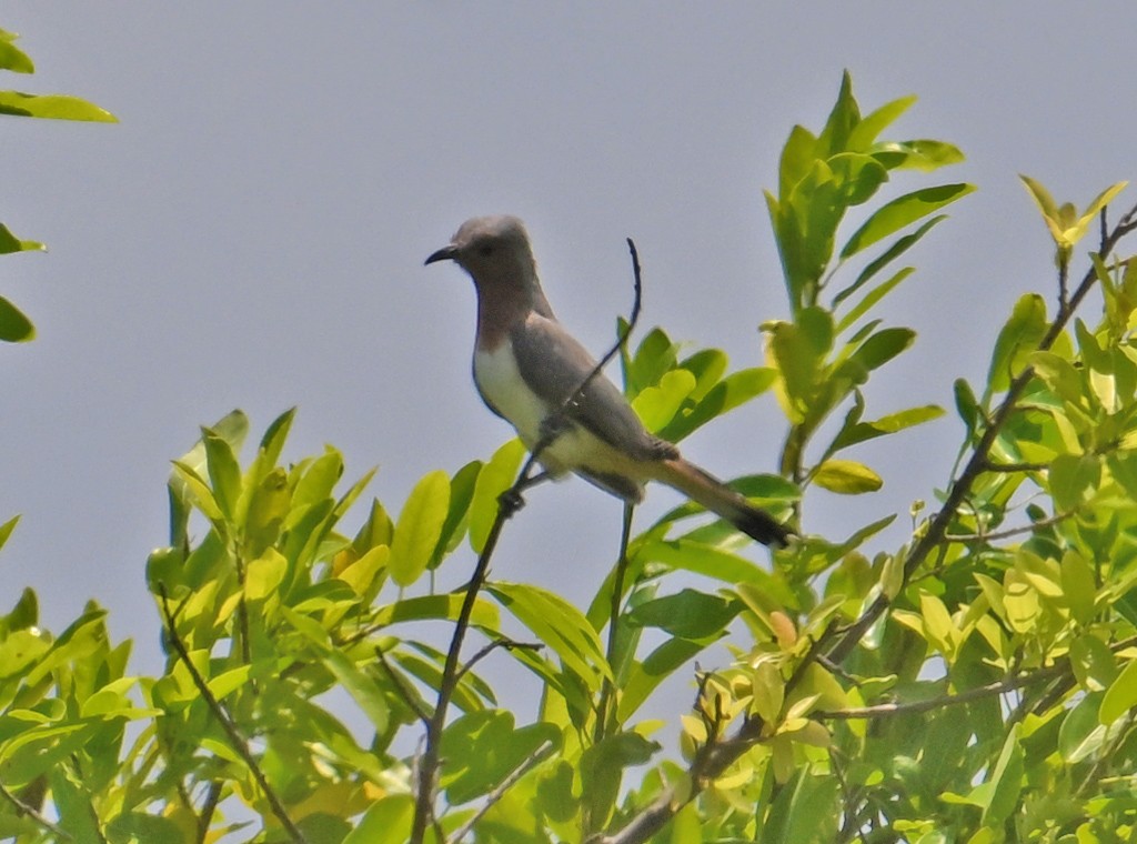Dwarf Cuckoo - ML642723117