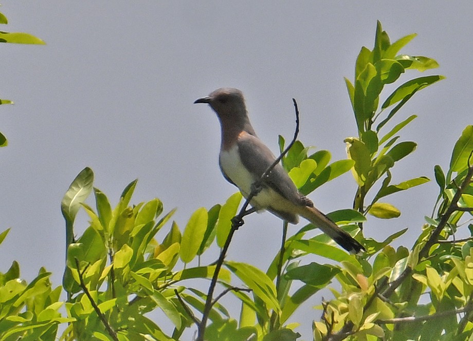 Dwarf Cuckoo - ML642723118