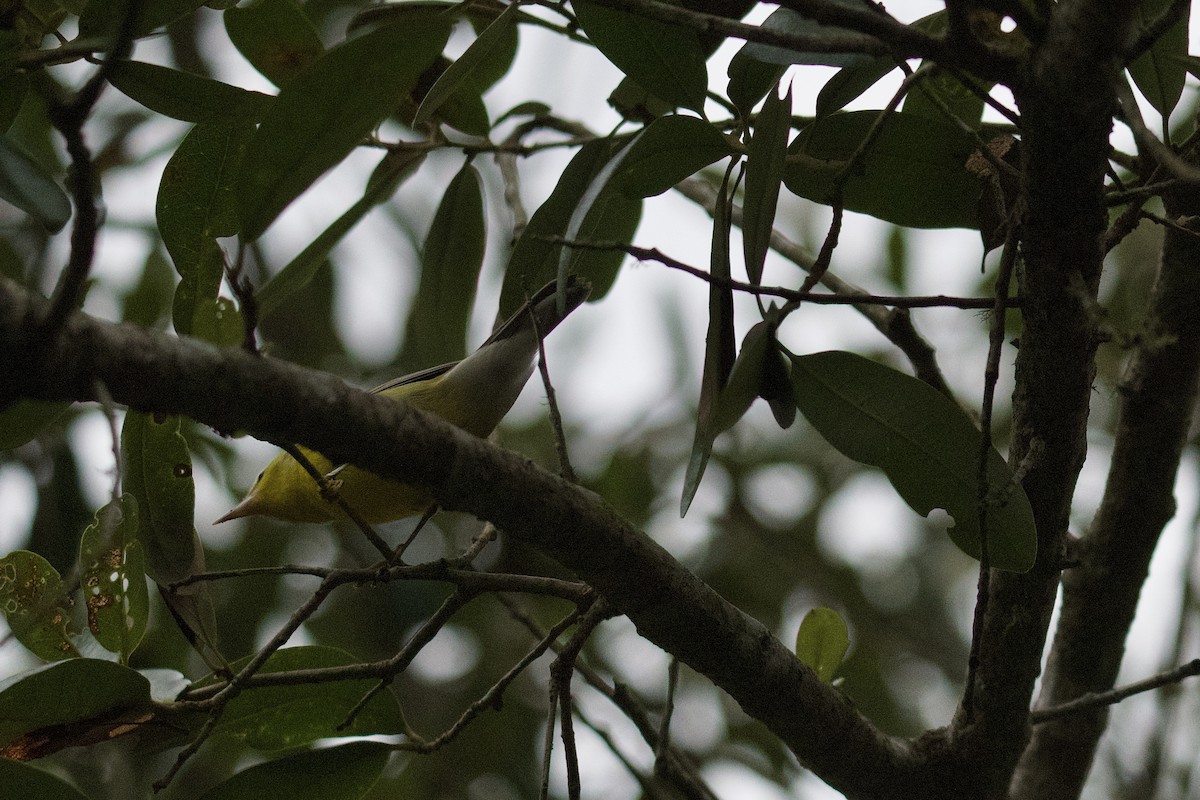 lesňáček modrokřídlý - ML642723125