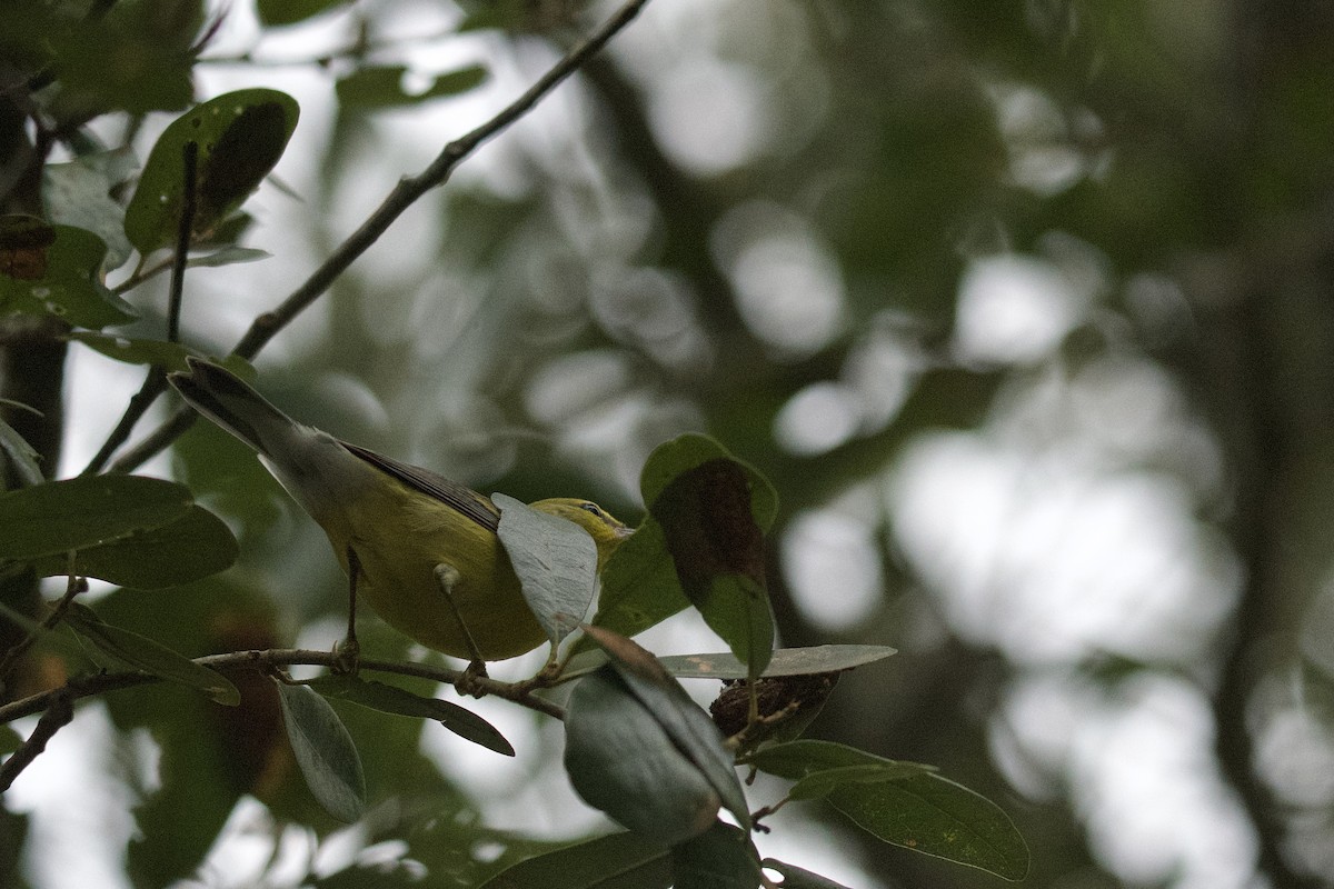 lesňáček modrokřídlý - ML642723126