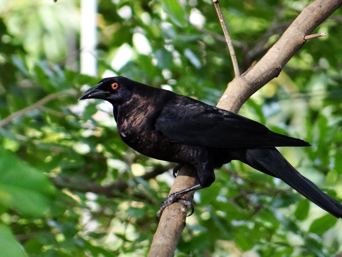 Giant Cowbird - ML642723133