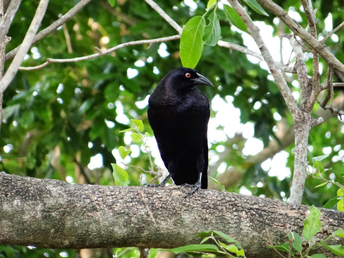 Giant Cowbird - ML642723134