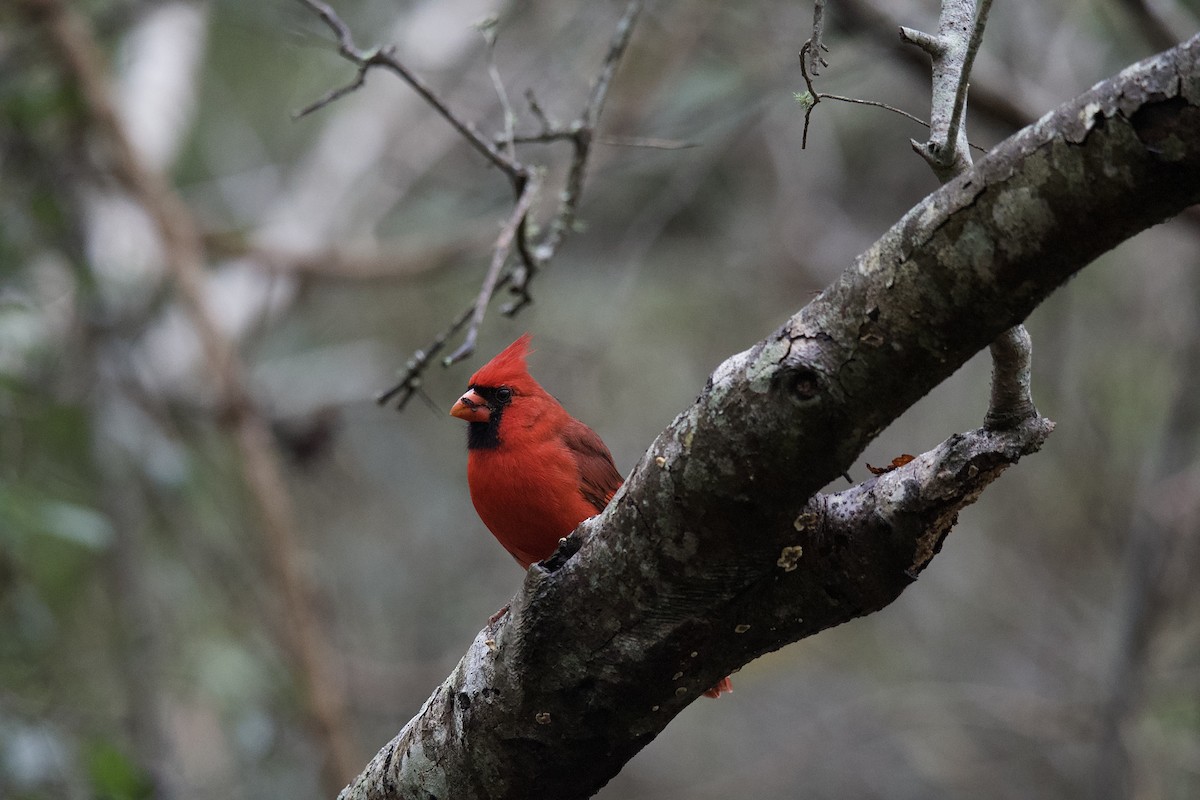 kardinál červený - ML642723142