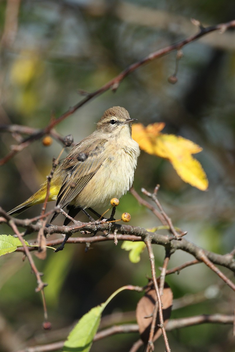 Paruline à couronne rousse - ML642723150