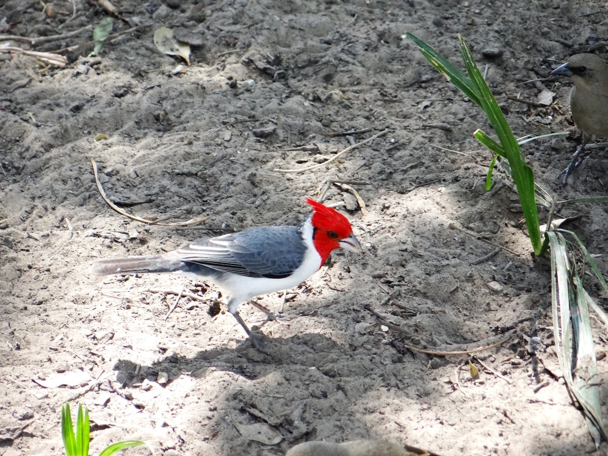 Red-crested Cardinal - ML642723151