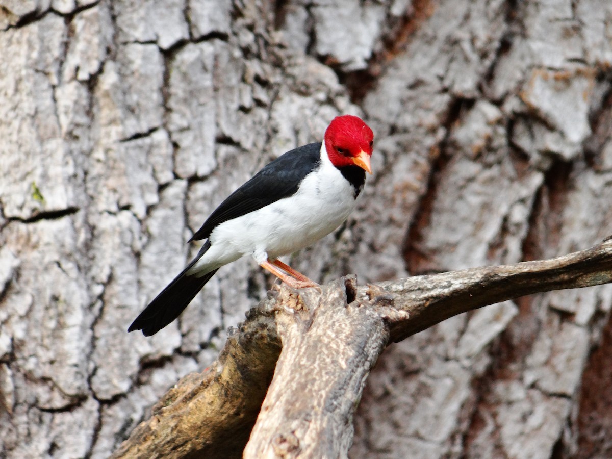 Yellow-billed Cardinal - ML642723160