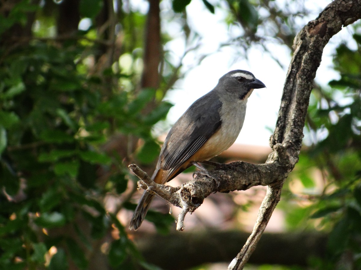 Bluish-gray Saltator - ML642723169