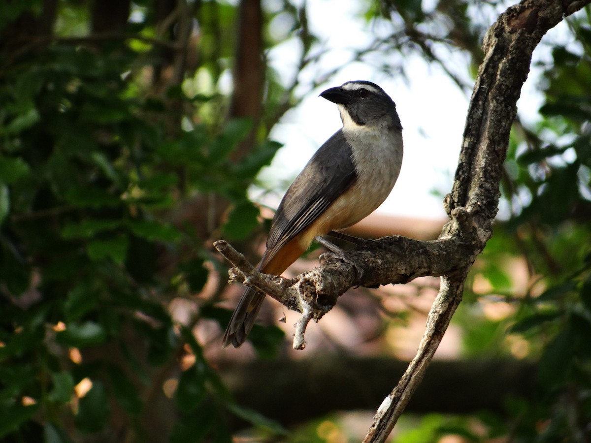 Bluish-gray Saltator - ML642723170