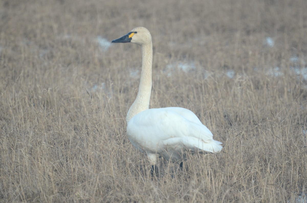 dvergsvane (columbianus) - ML642723175