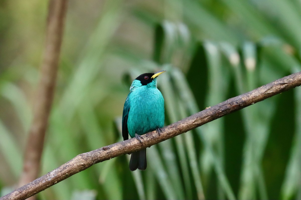 Green Honeycreeper - ML642723177