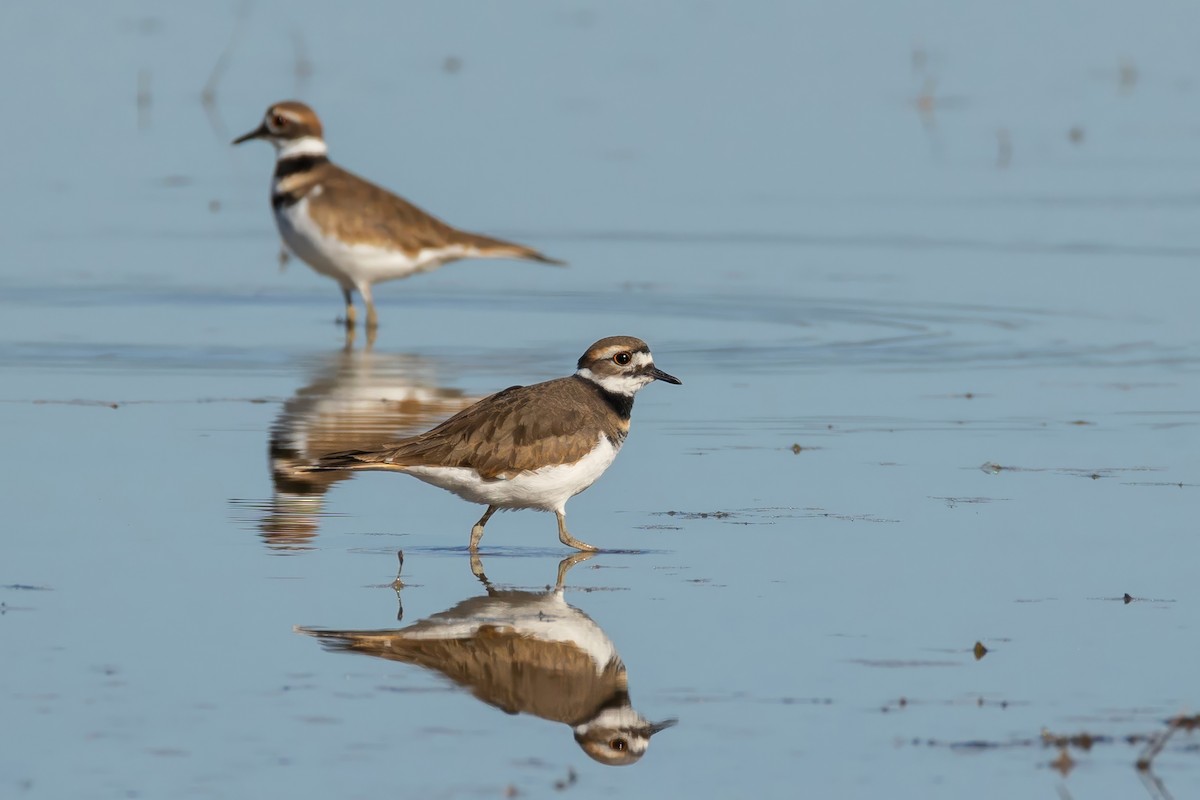 Killdeer - ML642723192