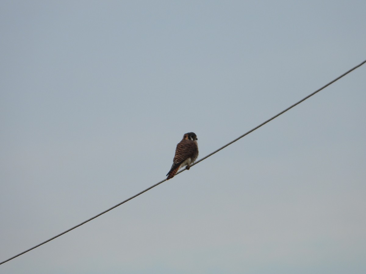 American Kestrel - ML642723204