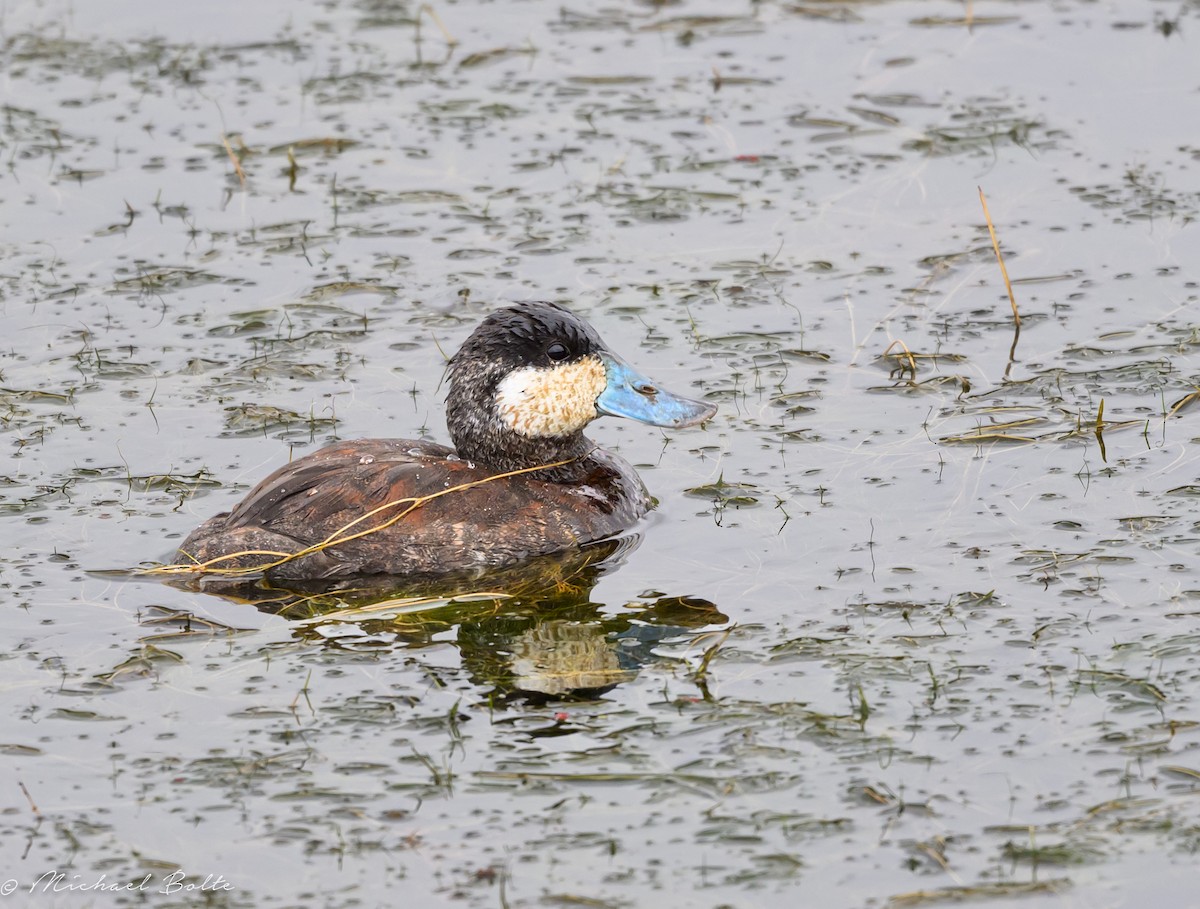Ruddy Duck - ML642723205