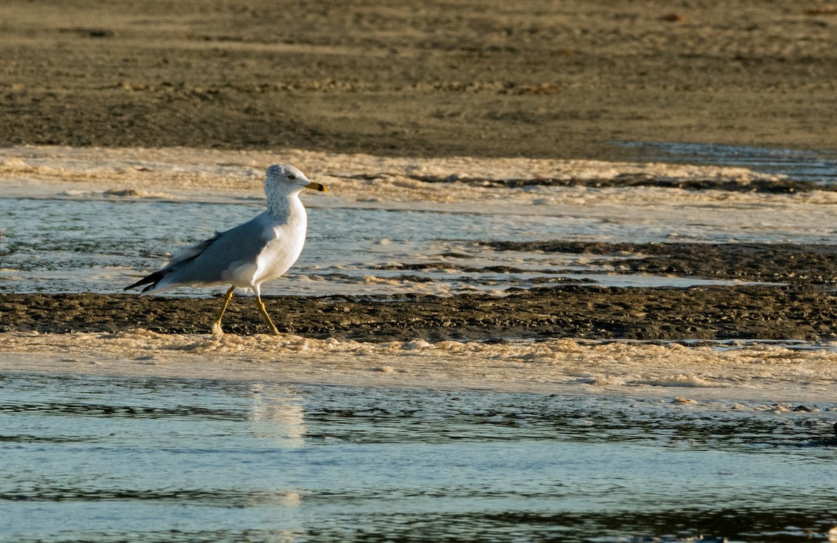 Ring-billed Gull - ML642723215