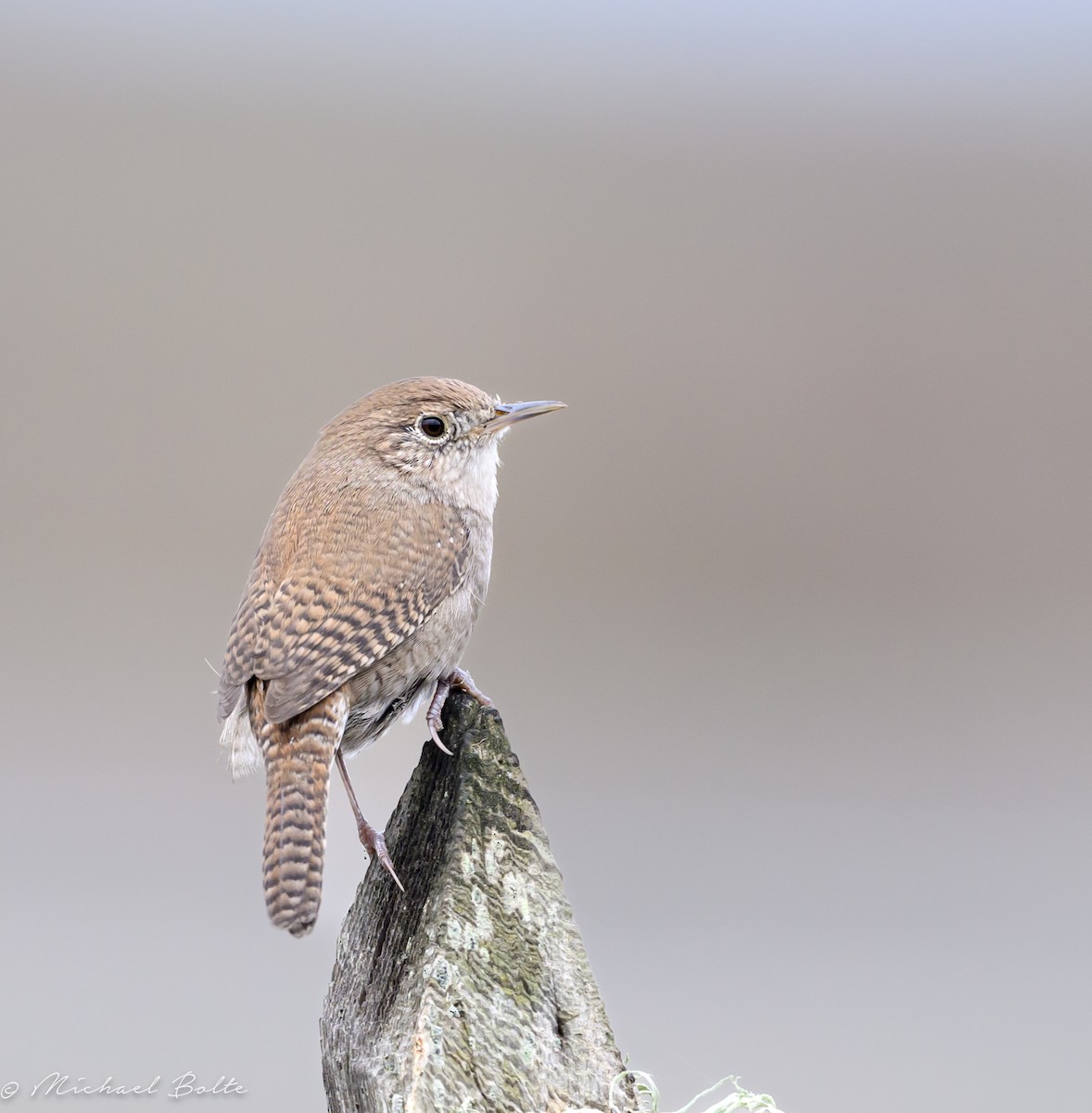 Northern House Wren - ML642723231