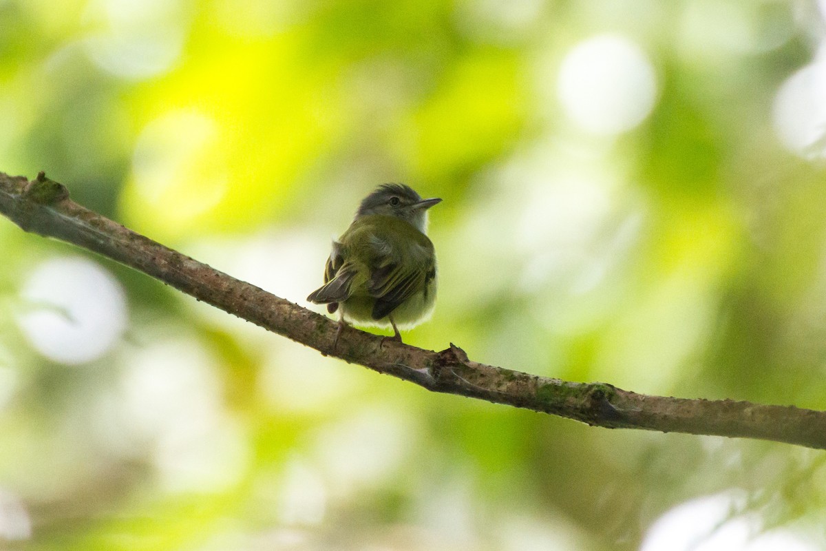 Yellow-olive Flatbill - ML642723236