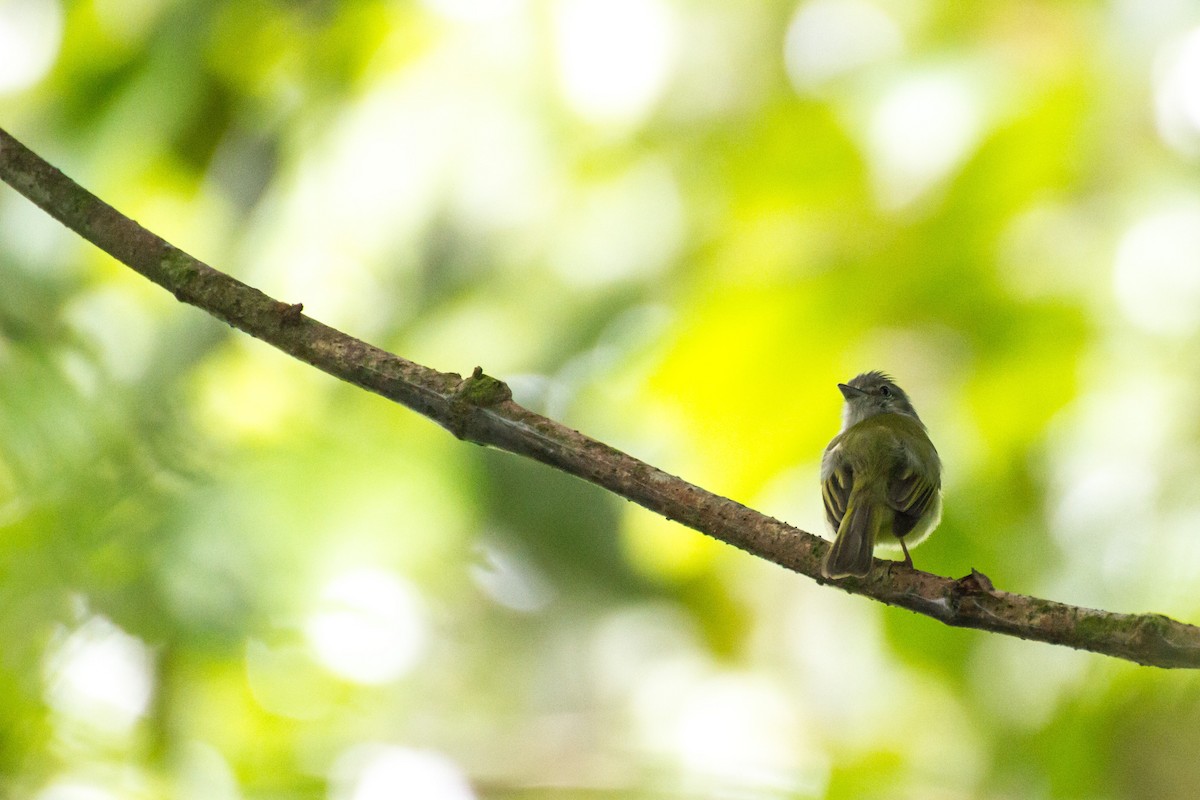 Yellow-olive Flatbill - ML642723237