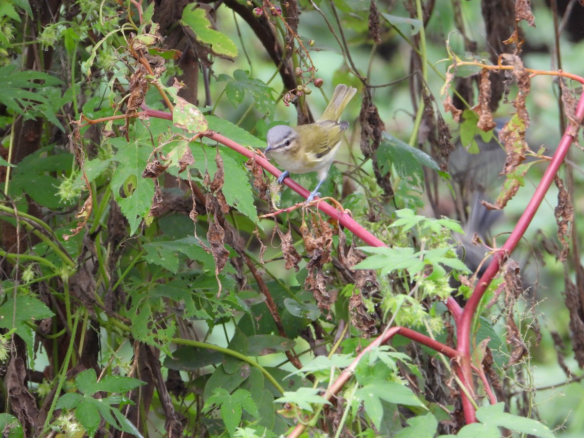Red-eyed Vireo - ML642723249