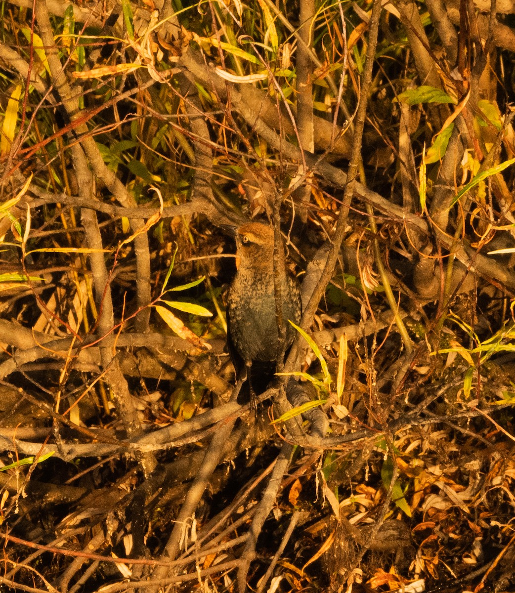 kanadatrupial - ML642723308