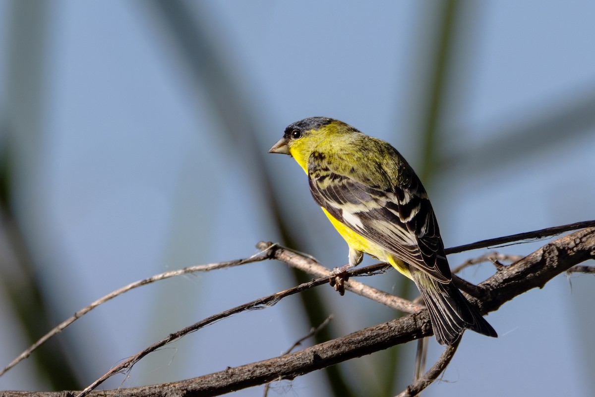 Lesser Goldfinch - ML642723318