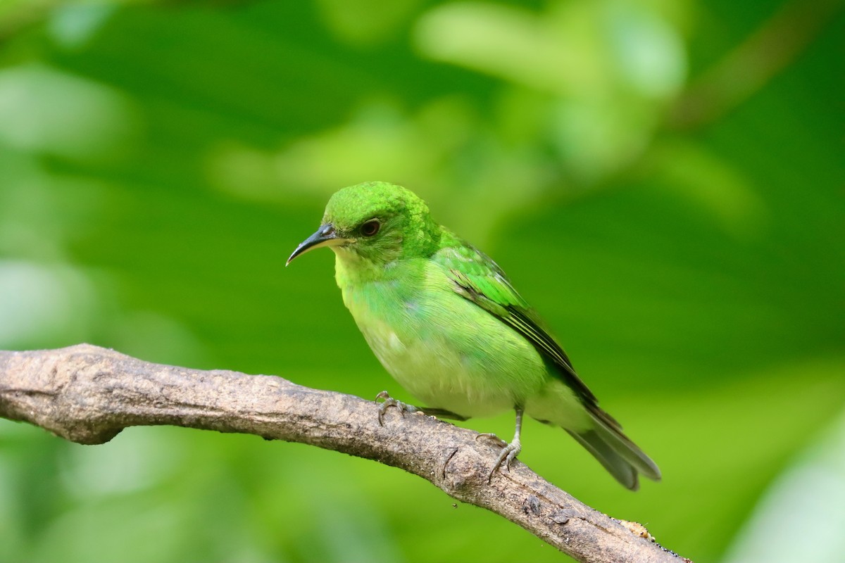 Green Honeycreeper - ML642723339