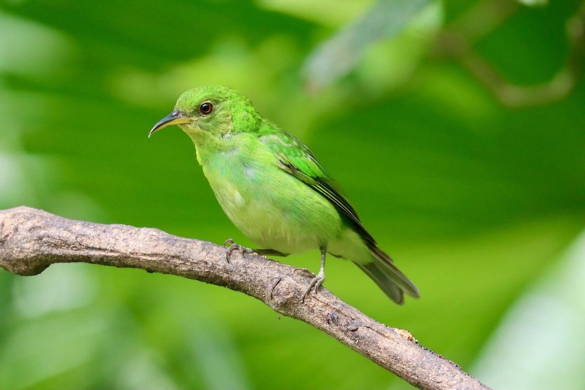 Green Honeycreeper - ML642723352