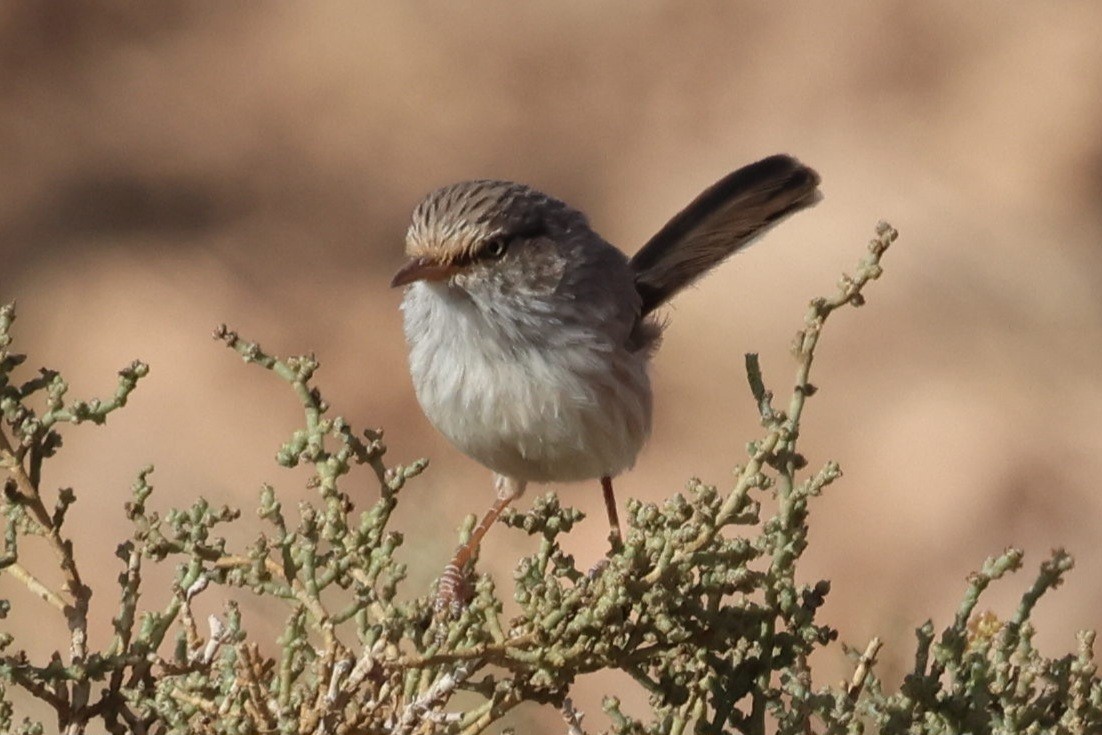 Scrub Warbler - ML642723372