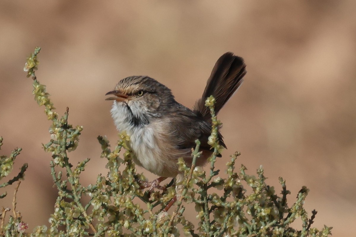 Scrub Warbler - ML642723376