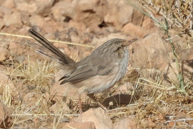 Scrub Warbler - ML642723378