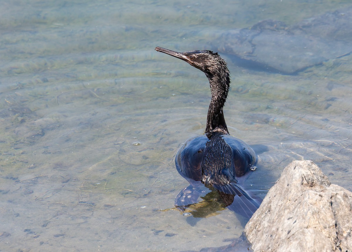 Pelagic Cormorant - ML642723381