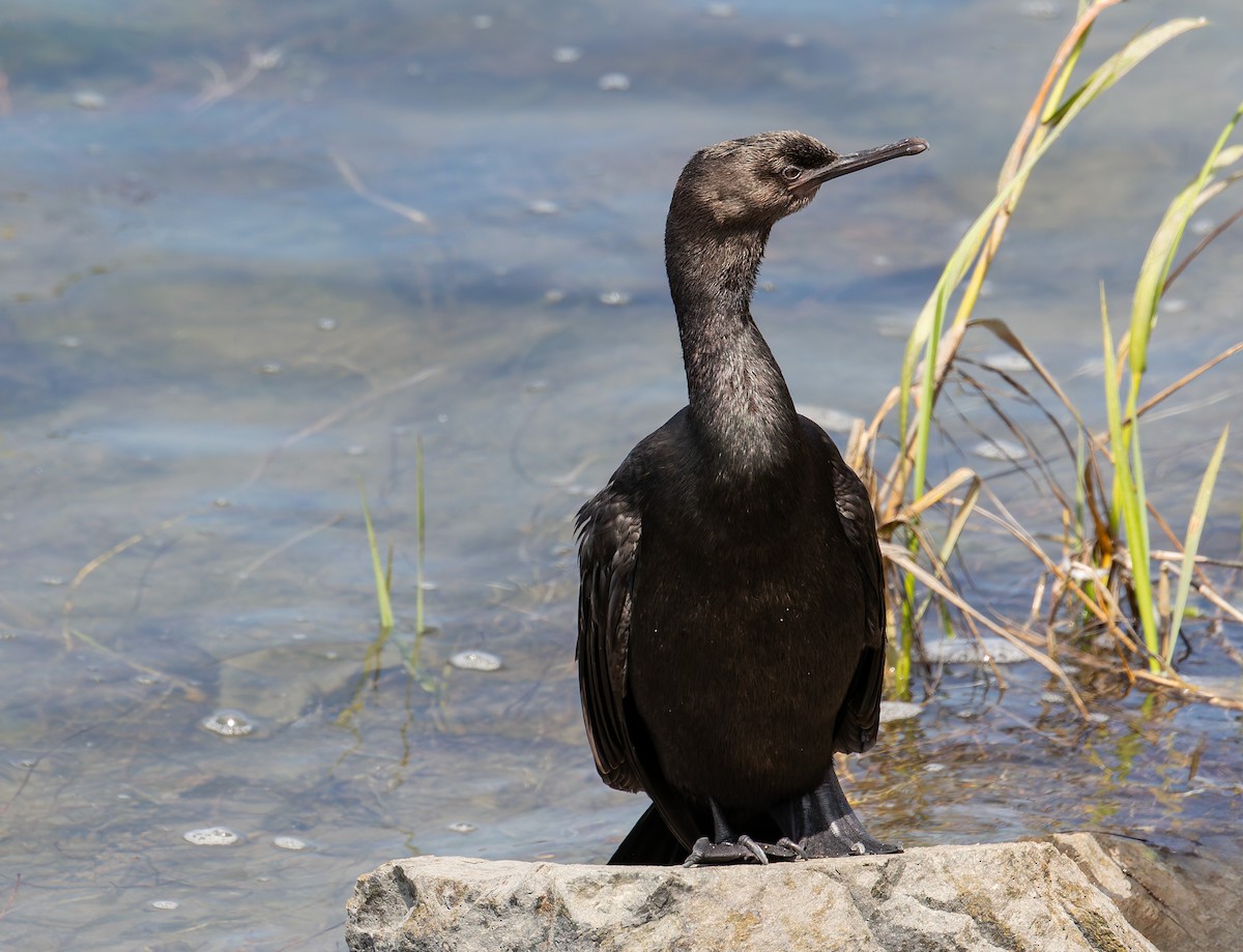 Pelagic Cormorant - ML642723383