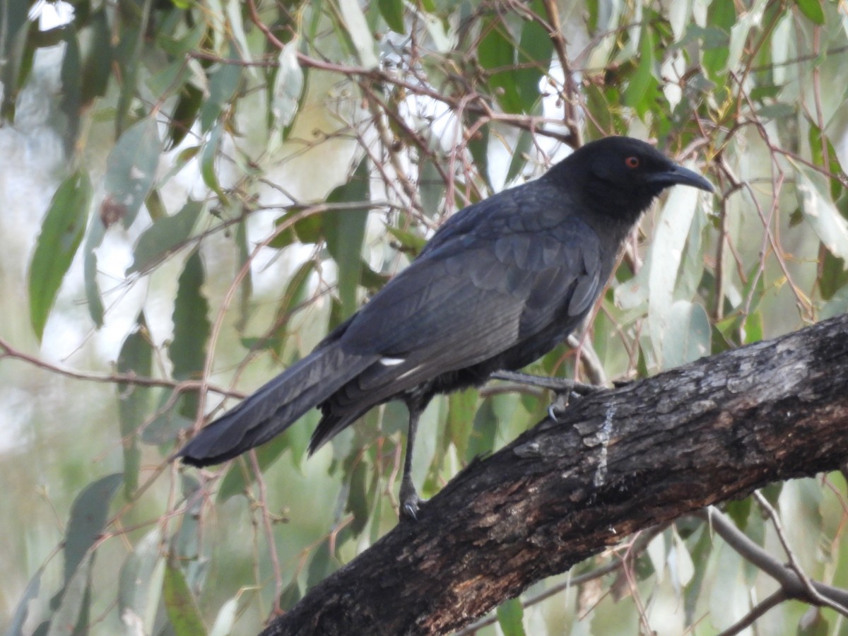 White-winged Chough - ML642723384