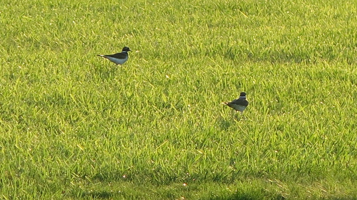 Killdeer - ML642723390