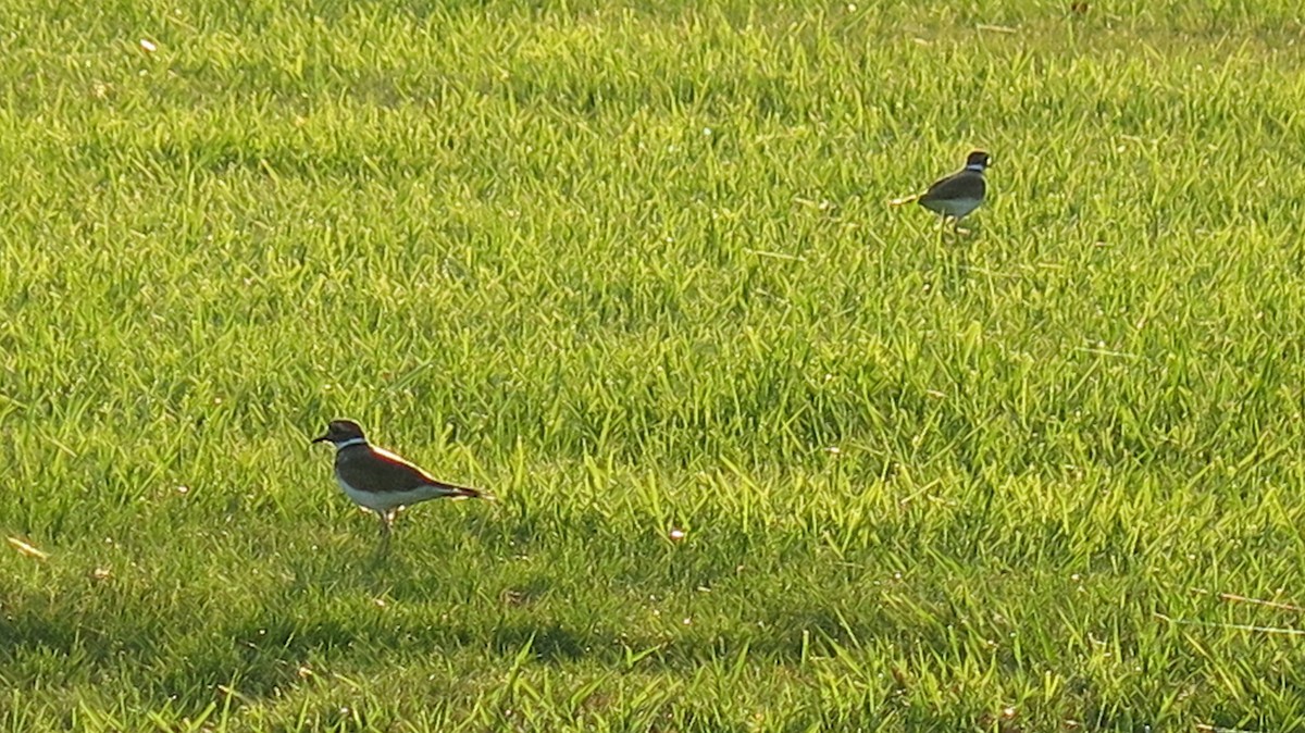 Killdeer - ML642723393