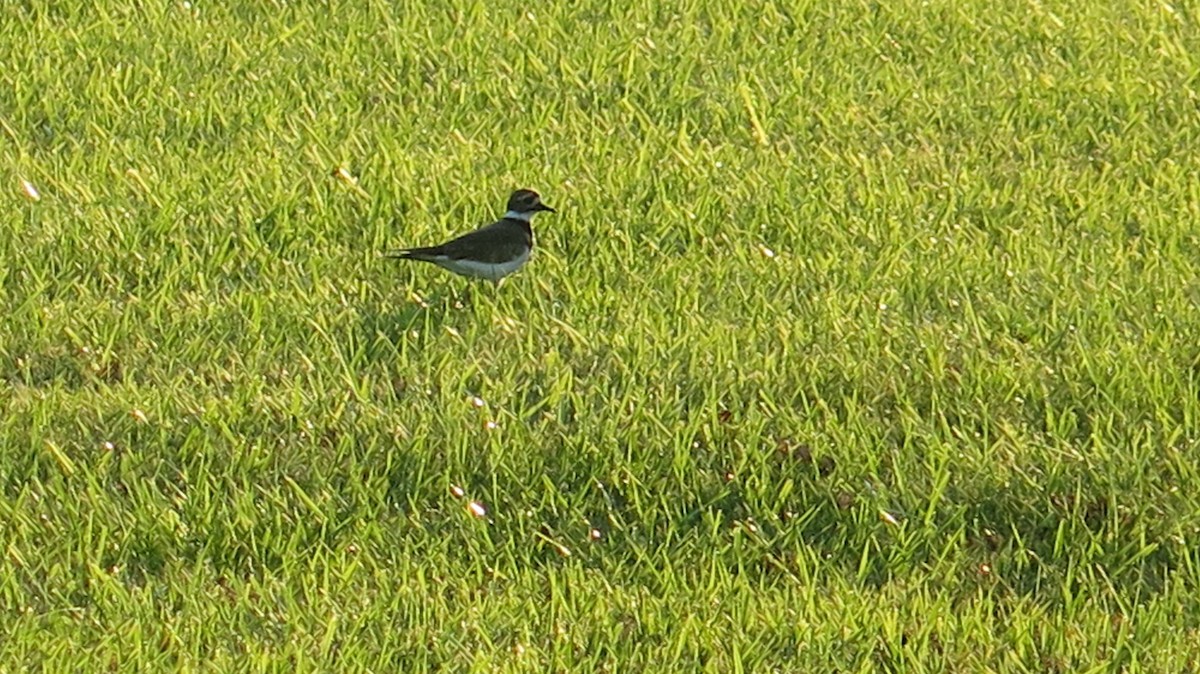 Killdeer - ML642723394