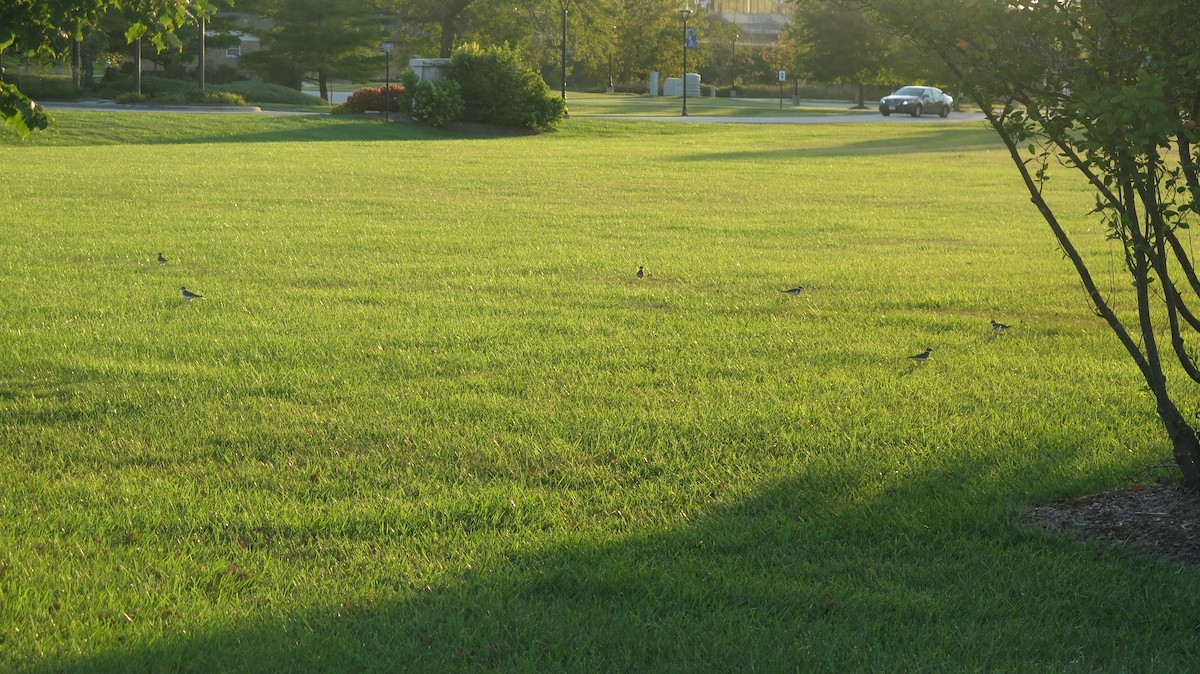 Killdeer - ML642723398