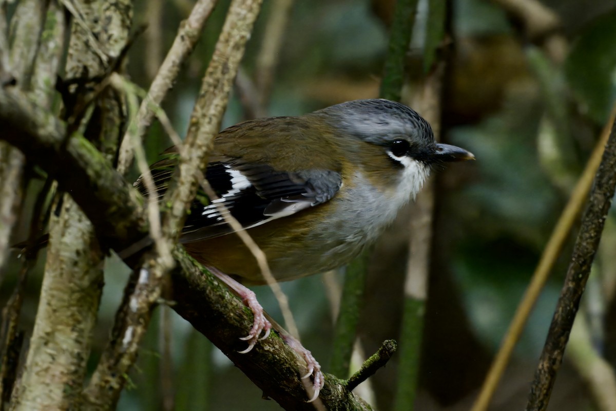 Gray-headed Robin - ML642723401