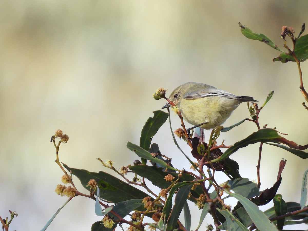 Yellow Thornbill - ML642723402