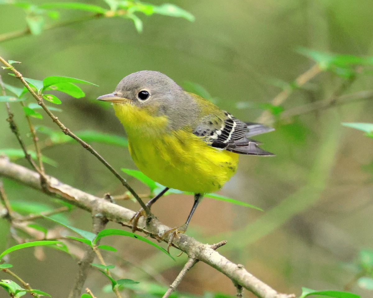 Magnolia Warbler - ML642723420
