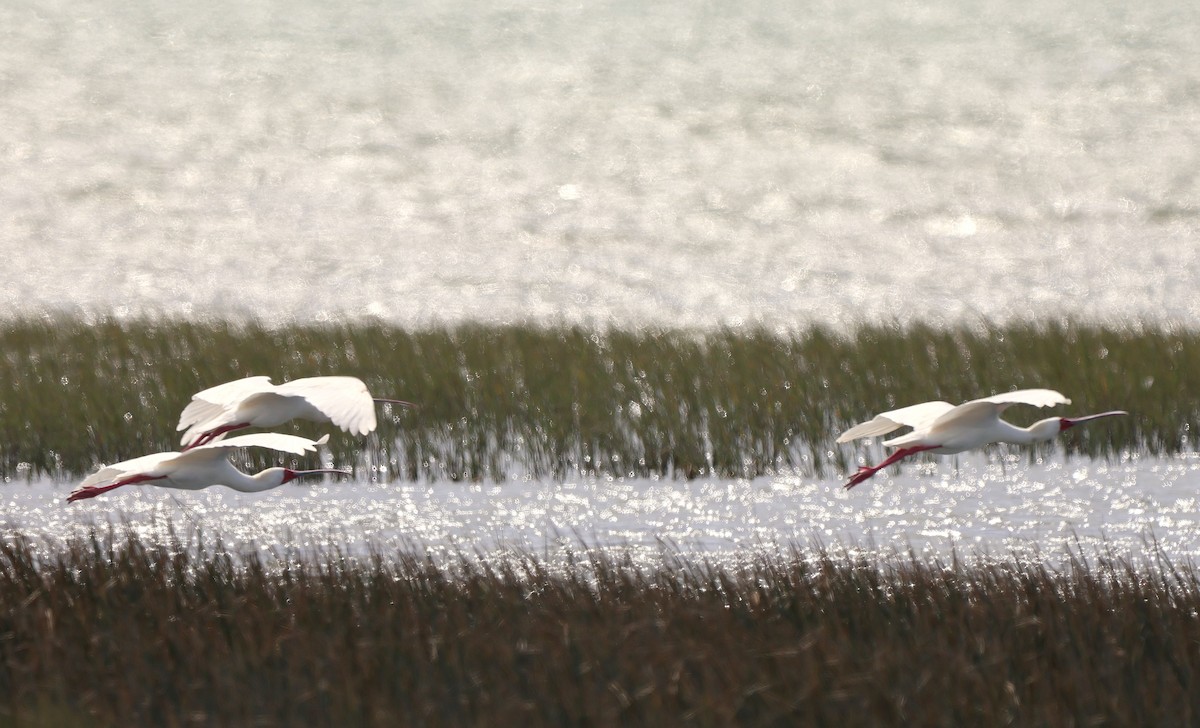 African Spoonbill - ML642723423