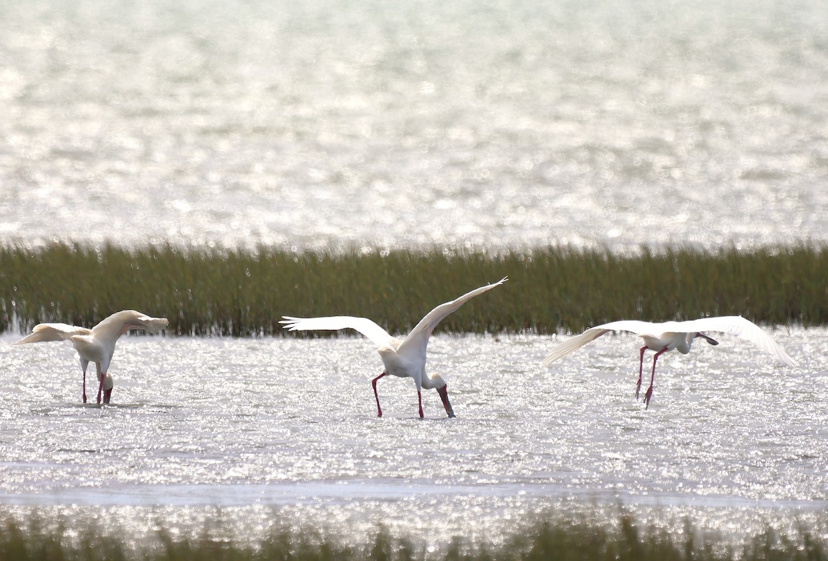 African Spoonbill - ML642723426