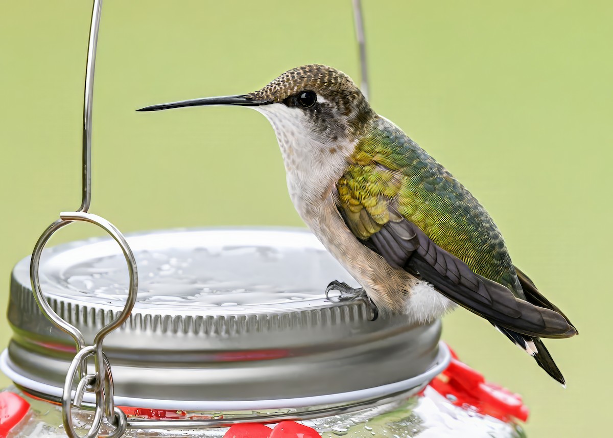 Ruby-throated Hummingbird - ML642723429