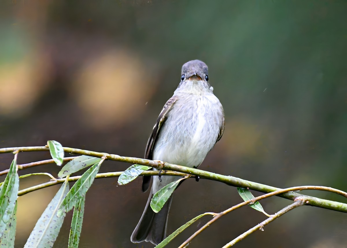Eastern Wood-Pewee - ML642723434