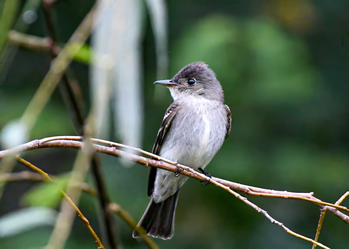Eastern Wood-Pewee - ML642723435