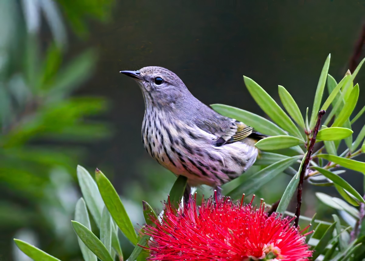Cape May Warbler - ML642723442