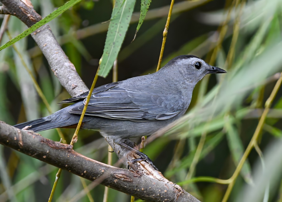 Gray Catbird - ML642723447