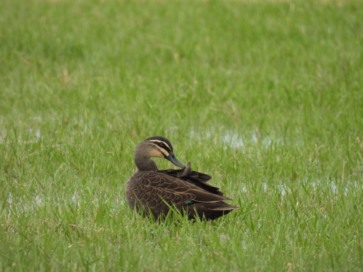 Pacific Black Duck - ML642723449