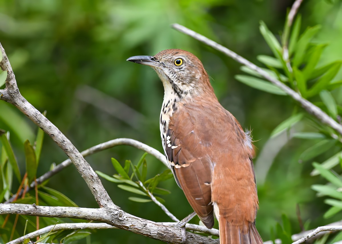 Brown Thrasher - ML642723450