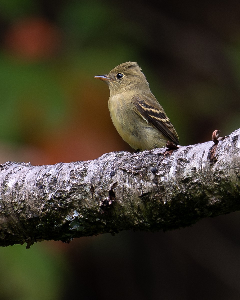 Yellow-bellied Flycatcher - ML642723458